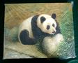 pandas--grisot-panda2.jpg (JPEG)