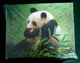 pandas--grisot-panda4.jpg (JPEG)