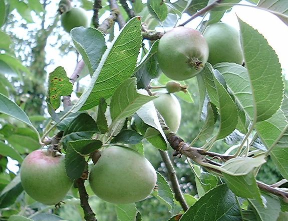 apples.jpg