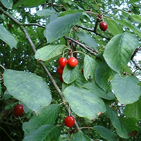 cherries.jpg