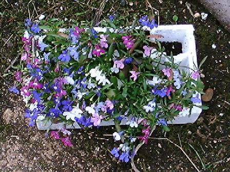 flowers.jpg