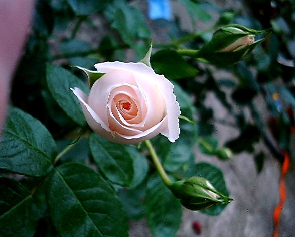 pinkrose1.jpg