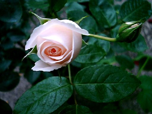 pinkrose2.jpg