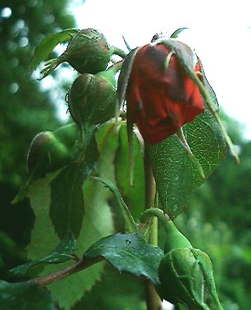 rosebud1.jpg
