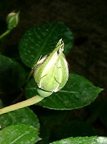 rosebud2.jpg