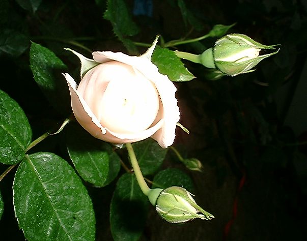 rosebud3.jpg