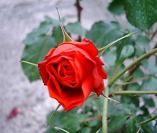 smallredrose.jpg