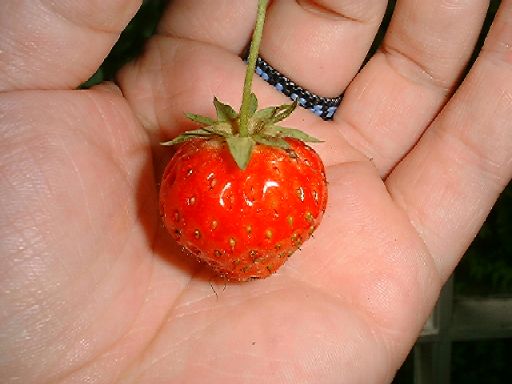 strawberry.jpg