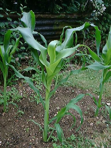 sweetcorn.jpg