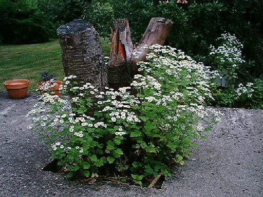 treestump.jpg