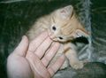 kittens1.jpg (JPEG)