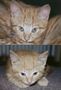 kittens2.jpg (JPEG)
