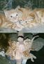 kittens9.jpg (JPEG)