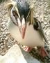 penguin4.jpg (JPEG)