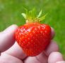 strawberry1.jpg (JPEG)