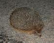 hedgehog03.jpg (JPEG)