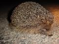 hedgehog11.jpg (JPEG)