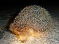 hedgehog14.jpg (JPEG)