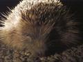 hedgehog20.jpg (JPEG)