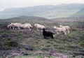 sheep2.jpg (JPEG)