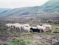sheep4.jpg (JPEG)
