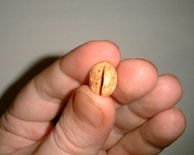 04-peanut.jpg