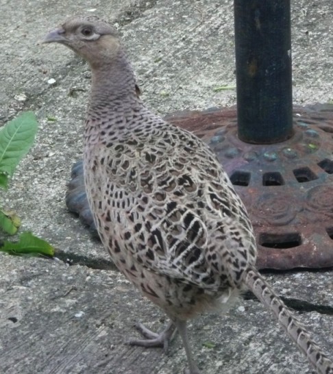 Mrs Pheasant