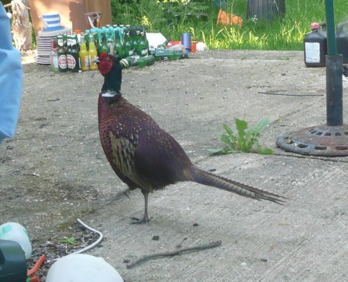 The Skinnier Mr Pheasant