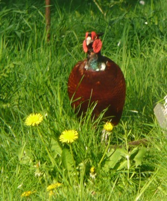 Fatter Mr Pheasant 1