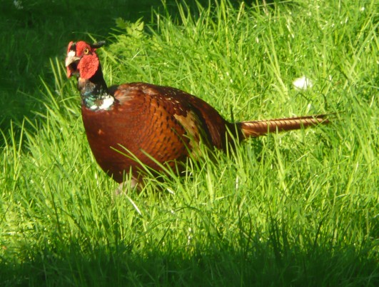 Fatter Mr Pheasant 2