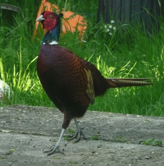Thinner Mr Pheasant 1