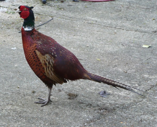 Thinner Mr Pheasant 3