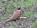 pheasant3-280mm-4xdigital-resized-35percent.jpg (JPEG)